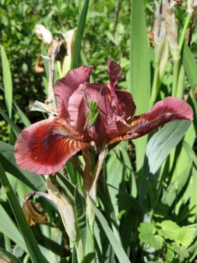 Ukrayna Bahçesi 'nde bir grup mor iris, daimi bahçe. Bahçıvanlık. Yeşil çekirgeyle sakallı zambak.