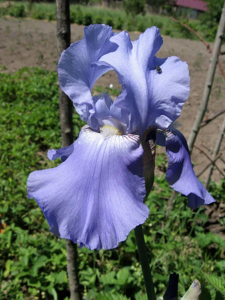 ウクライナの庭 多年生の庭で青い虹彩のグループ ガーデニング ひげそりの虹彩 — ストック写真