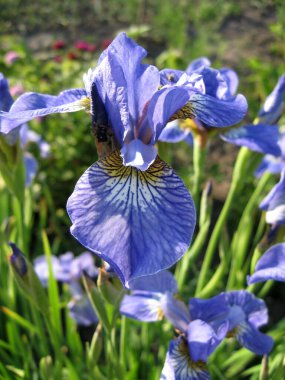 Ukrayna Bahçesi 'ndeki mavi süsen kuşları. Ebedi bahçe. Bahçıvanlık. İris Sibiryası