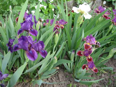 Ukrayna Bahçesi 'nde bir grup mor iris, daimi bahçe. Bahçıvanlık. Sakallı zambak..