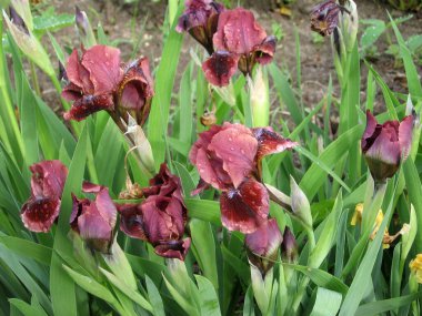 Ukrayna Bahçesi 'nde bir grup mor iris, daimi bahçe. Bahçıvanlık. Sakallı zambak. Yağmurdan sonra