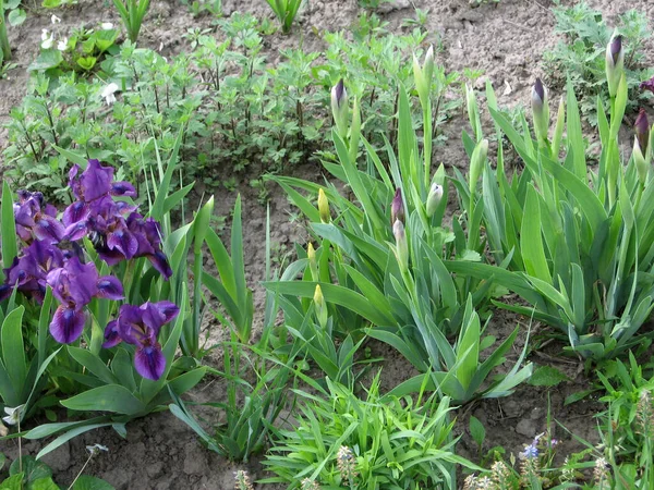 Ukrayna Bahçesi Nde Bir Grup Mor Iris Daimi Bahçe Bahçıvanlık — Stok fotoğraf