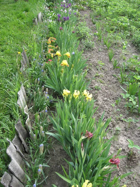 Grupo Iris Amarillos Jardín Ucraniano Jardín Perenne Jardinería Iris Barbudo —  Fotos de Stock