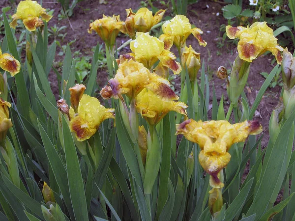 ウクライナの庭 多年生の庭で黄色の虹彩のグループ ガーデニング ひげそりの虹彩 アイリス沼 雨の後 — ストック写真