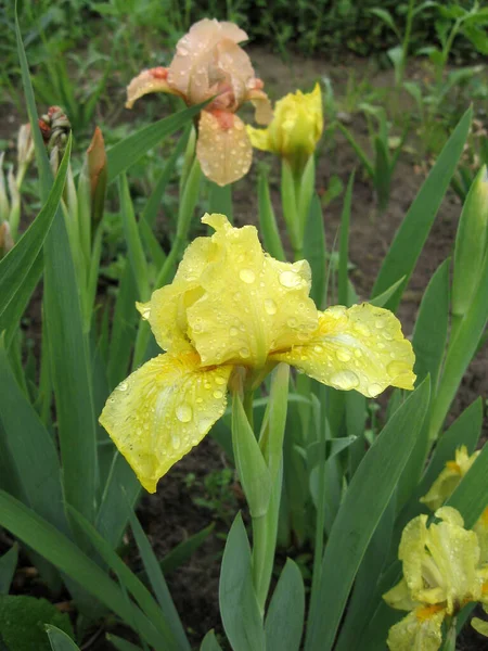 Grupo Iris Amarillos Jardín Ucraniano Jardín Perenne Jardinería Iris Barbudo — Foto de Stock