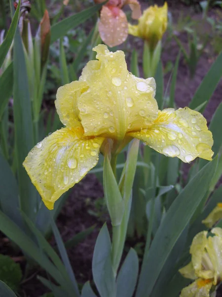 ウクライナの庭 多年生の庭で黄色の虹彩のグループ ガーデニング ひげそりの虹彩 アイリス沼 雨の後 — ストック写真