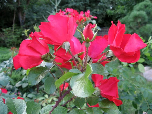 Flores Vermelhas Rosas Arbusto Rosas Jardim Verão Jardinagem Ucrânia — Fotografia de Stock
