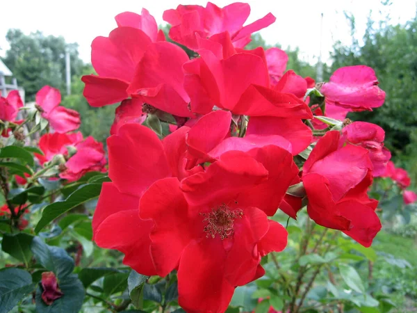 Czerwona Róża Kwiaty Krzewie Róży Ogrodzie Lecie Ogrodnictwo Ukrainy — Zdjęcie stockowe