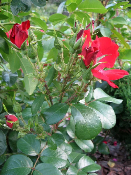 夏に庭のバラの茂みに赤いバラの花を咲かせます ウクライナの庭付け — ストック写真