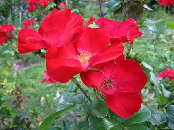 Flores Vermelhas Rosas Arbusto Rosas Jardim Verão Jardinagem Ucrânia — Fotografia de Stock