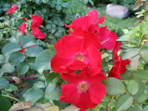 Rote Rosenblüten Rosenstrauch Garten Sommer Gartenarbeit Der Ukraine — Stockfoto