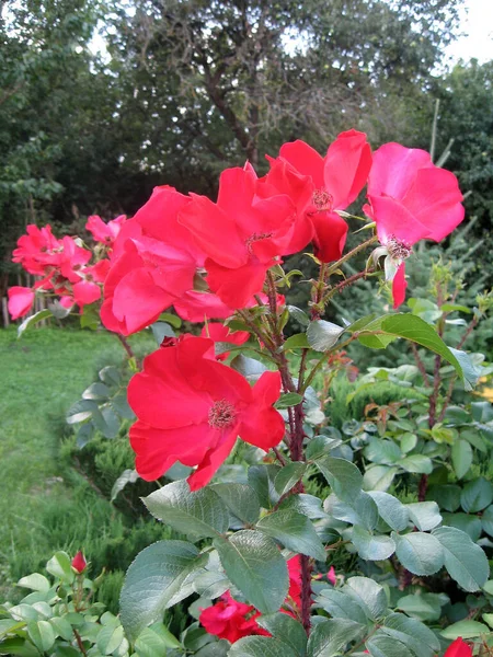 Красные Розовые Цветы Розовом Кусте Саду Летом Садоводство Украины — стоковое фото