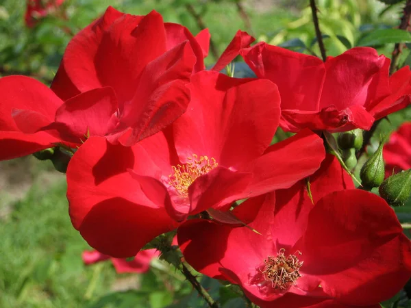 Flores Vermelhas Rosas Arbusto Rosas Jardim Verão Jardinagem Ucrânia — Fotografia de Stock