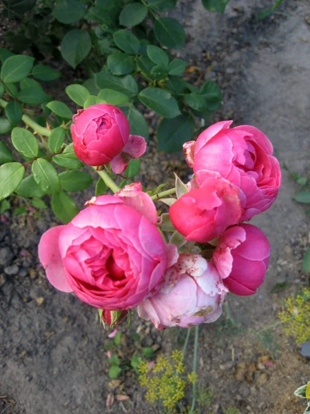 Rosa Rosa Fiori Sul Cespuglio Rose Giardino Estate Giardinaggio Ucraina — Foto Stock