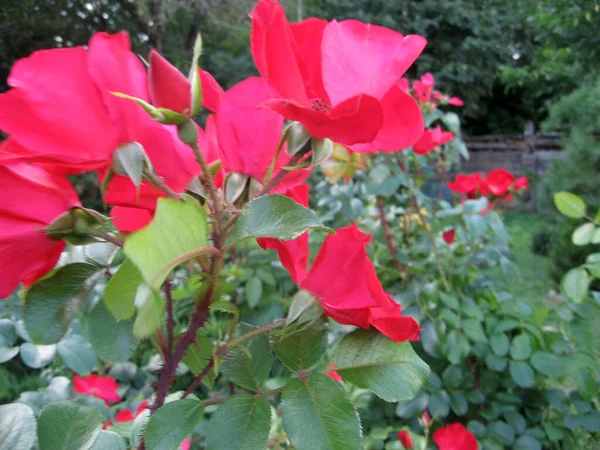 花园里的玫瑰花丛上挂满了红玫瑰 乌克兰的园艺 — 图库照片