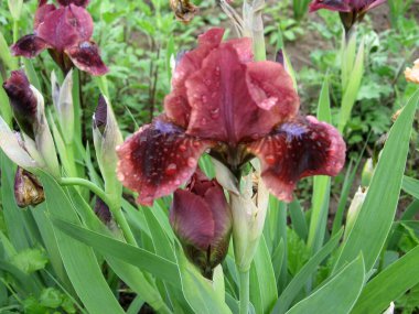 Ukrayna Bahçesi 'nde bir grup mor iris, daimi bahçe. Bahçıvanlık. Sakallı zambak. Yağmurdan sonra