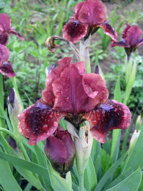 Ukrayna Bahçesi 'nde bir grup mor iris, daimi bahçe. Bahçıvanlık. Sakallı zambak. Yağmurdan sonra