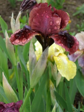 Ukrayna Bahçesi 'nde bir grup mor iris, daimi bahçe. Bahçıvanlık. Sakallı zambak. Yağmurdan sonra