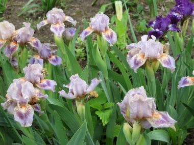 Ukrayna Bahçesi 'ndeki mavi süsen kuşları. Ebedi bahçe. Bahçıvanlık. Sakallı zambak. Yağmurdan sonra