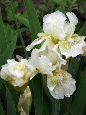Ukrayna Bahçesi 'nde bir grup beyaz iris, daimi bahçe. Bahçıvanlık. Sakallı zambak. Iris marsh. Yağmurdan sonra