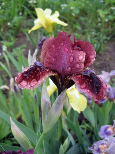 ウクライナの庭 多年生の庭で紫色の虹彩のグループ ガーデニング ひげそりの虹彩 雨の後 — ストック写真