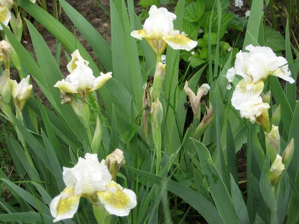 Gruppo Iris Bianchi Nel Giardino Ucraino Giardino Perenne Giardinaggio Iris — Foto Stock