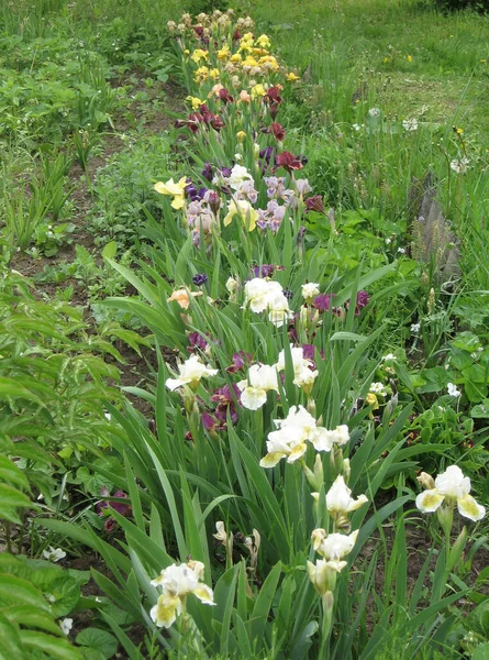 Grupo Iris Blancos Jardín Ucraniano Jardín Perenne Jardinería Iris Barbudo — Foto de Stock
