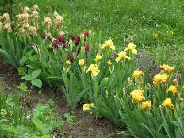 Ukrayna Bahçesi Nde Bir Grup Sarı Iris Daimi Bahçe Bahçıvanlık — Stok fotoğraf