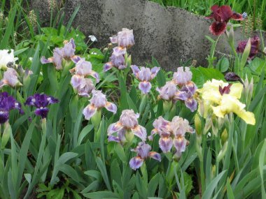 Ukrayna Bahçesi 'ndeki mavi süsen kuşları. Ebedi bahçe. Bahçıvanlık. Sakallı zambak. Yağmurdan sonra