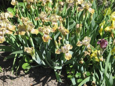 Ukrayna Bahçesi 'nde bir grup bej süsen kuşu, çok yıllık bahçe. Bahçıvanlık. Sakallı zambak. Iris marsh. Yağmurdan sonra