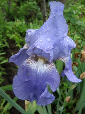 Ukrayna Bahçesi 'ndeki mavi süsen kuşları. Ebedi bahçe. Bahçıvanlık. Sakallı zambak..