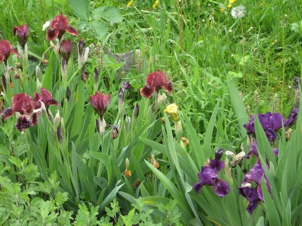 Ukrayna Bahçesi Nde Bir Grup Mor Iris Daimi Bahçe Bahçıvanlık — Stok fotoğraf