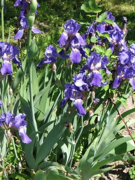 Gruppe Blauer Schwertlilien Ukrainischen Garten Staudengarten Gartenarbeit Bärtige Iris — Stockfoto