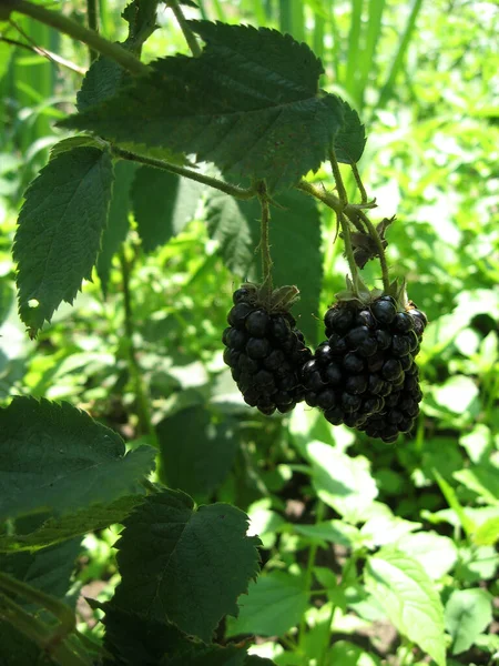 블랙베리는 정원에서 자라요 블랙베리 블랙베리 배경으로 유기농 조리용 비타민 — 스톡 사진