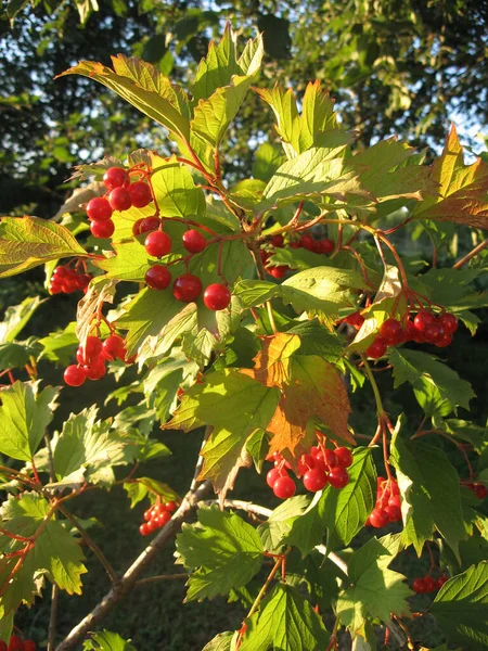 Mucchio Viburno Sotto Foglie Verdi Viburno Rosso Uno Dei Simboli — Foto Stock