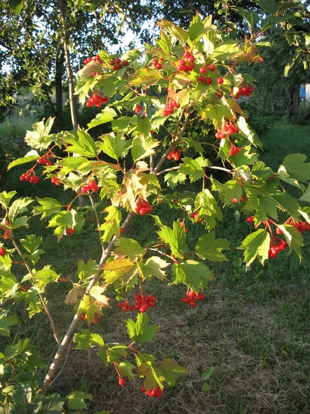 绿叶下的一丛丛维伯纳姆 红色维伯纳姆是乌克兰的象征之一 在花园里被阳光照得发亮的一丛丛紫苏 乌克兰的园艺 — 图库照片