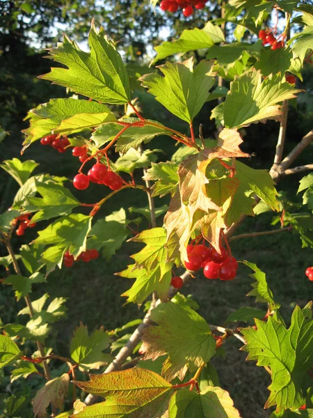 Bando Viburnum Sob Folhas Verdes Viburno Vermelho Dos Símbolos Ucrânia — Fotografia de Stock