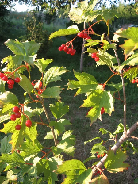 绿叶下的一丛丛维伯纳姆 红色维伯纳姆是乌克兰的象征之一 在花园里被阳光照得发亮的一丛丛紫苏 乌克兰的园艺 — 图库照片