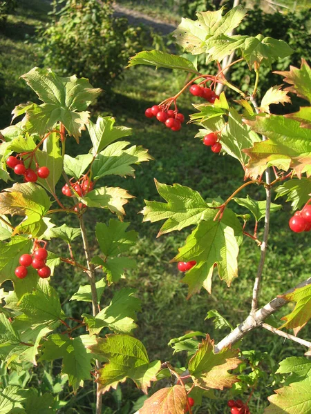 Ett Gäng Viburnum Gröna Blad Röd Viburnum Symbolerna För Ukraina — Stockfoto