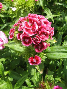 Çiçek karanfili Türk, yeşil yaprakların bulanık arka planında çiçek açan bazı Türk karanfilleri bahçede büyüyen küçük karanfillerin enfeksiyonu. Ukrayna Bahçe İşleri