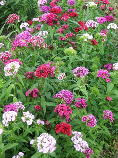 Türkische Blumennelke Einige Blühende Türkische Bunte Nelken Auf Dem Verschwommenen — Stockfoto