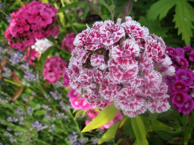 Çiçek karanfili Türk, yeşil yaprakların bulanık arka planında çiçek açan bazı Türk karanfilleri bahçede büyüyen küçük karanfillerin enfeksiyonu. Ukrayna Bahçe İşleri