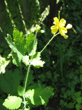 Ot kırlangıçotu yabani otlar çiçeklenme aşamasında