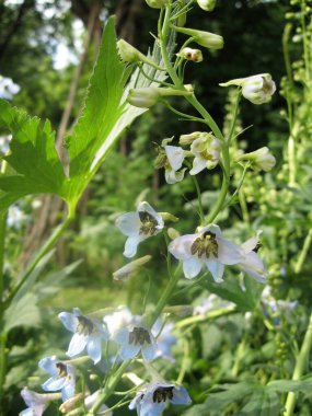 Delphinium elatum 'un mavi çiçekleri, Bahçedeki Delphinium Çiçeği - Larkspur çiçekleri. Ukrayna bahçıvanlığı. Avrupa