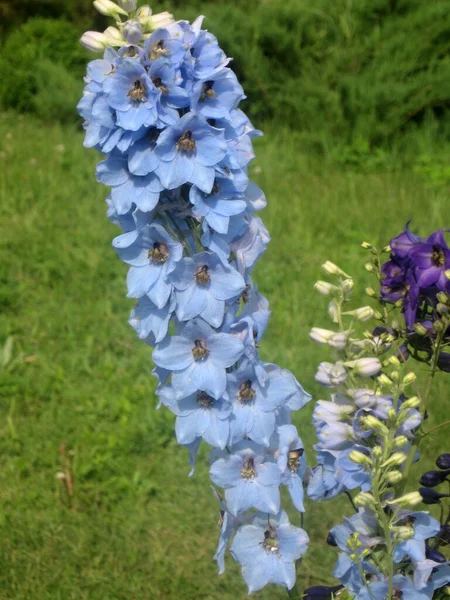 Flores Azules Delphinium Elatum Delphinium Flower Garden Flores Larkspur Jardinería — Foto de Stock