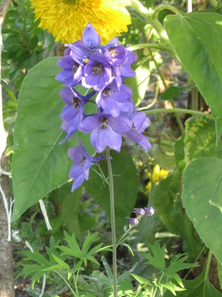 Блакитні Квіти Delphinium Elatum Delphinium Flower Garden Larkspur Flowers Садівництво — стокове фото