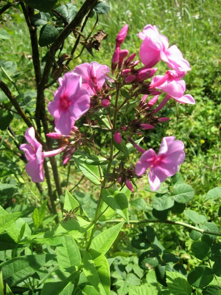 Fleur Fleur Flox Fleuri Dans Jardin Jardinage Ukraine Europe — Photo