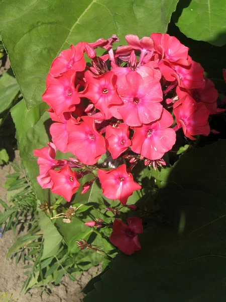 Fleur Fleur Flox Fleuri Dans Jardin Jardinage Ukraine Europe — Photo