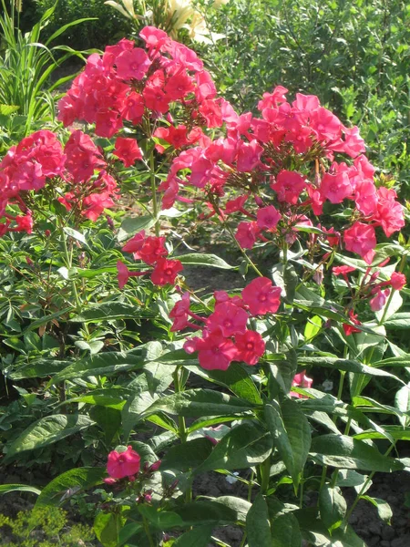 庭には植物の花が咲きました ウクライナの園芸 ヨーロッパ — ストック写真