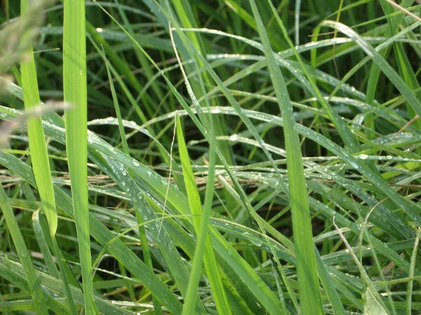 Färskt Grönt Gräs Med Daggdroppar Nära Håll Vatten Droppar Färskt — Stockfoto